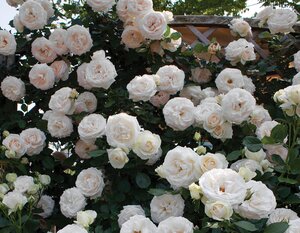 EDEN ROSE 2G-White-Climbing