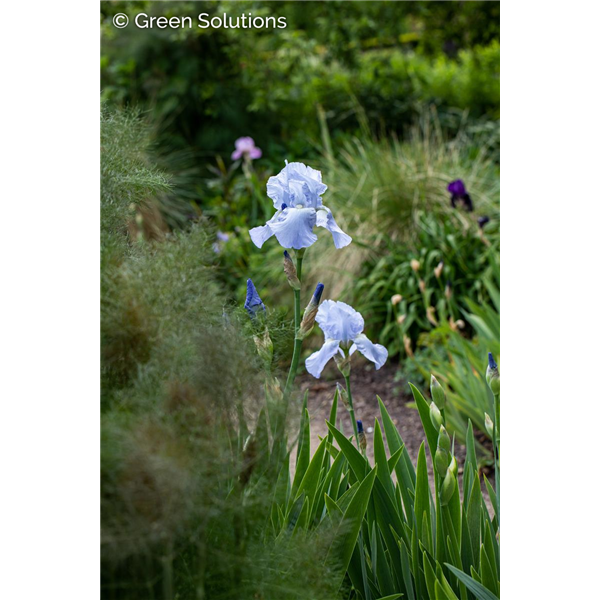 EDGE OF WINTER IRIS 1GAL