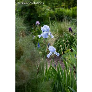 EDGE OF WINTER IRIS 1GAL