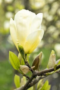 ELIZABETH MAGNOLIA 175CM 