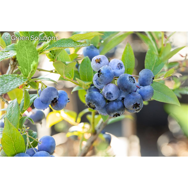 ELLIOTT BLUEBERRY 2G