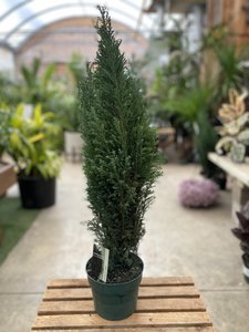 ELWOODI CYPRESS 6"