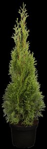 EMERALD CEDAR 250 CM. WIRE BASKET  - image 3