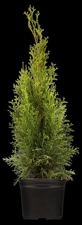 EMERALD CEDAR 250 CM. WIRE BASKET  - image 5