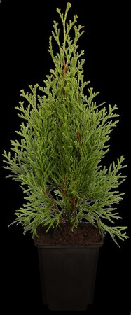 EMERALD CEDAR 250 CM. WIRE BASKET  - image 4