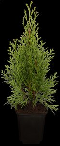 EMERALD CEDAR 250 CM. WIRE BASKET  - image 4