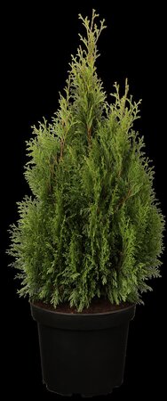 EMERALD CEDAR 250 CM. WIRE BASKET  - image 2