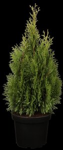 EMERALD CEDAR 250 CM. WIRE BASKET  - image 2