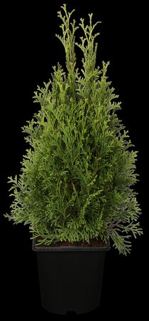 EMERALD CEDAR 250 CM. WIRE BASKET  - image 1