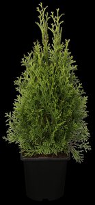 EMERALD CEDAR 250 CM. WIRE BASKET  - image 1