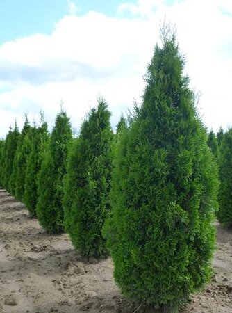 EMERALD CEDAR 275CM  - image 1