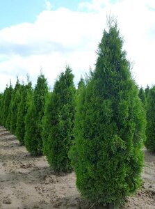 EMERALD CEDAR 275CM - image 6
