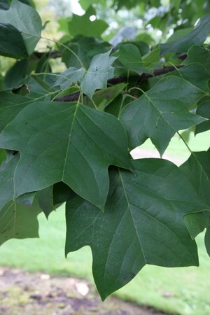 EMERALD CITY TULIP TREE 125CM - image 4