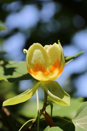 EMERALD CITY TULIP TREE 125CM - image 2