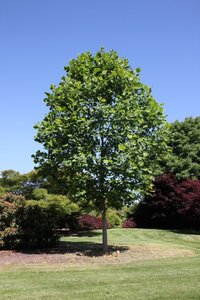 EMERALD CITY TULIP TREE 125CM - image 3