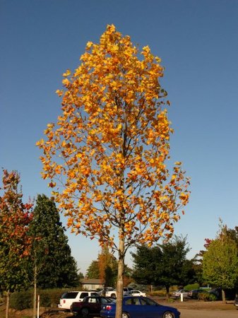 EMERALD CITY TULIP TREE 125CM - image 1