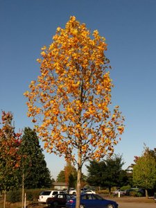 EMERALD CITY TULIP TREE 125CM - image 5
