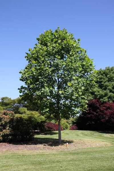 EMERALD CITY TULIP TREE 200CM