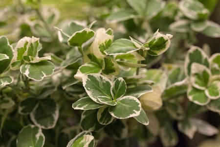 EMERALD GAIETY EUONOMUS 125 CM STD  - image 4