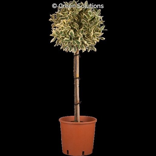 EMERALD GAIETY EUONOMUS 125 CM STD