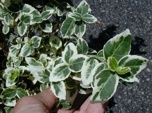 EMERALD GAIETY EUONYMUS 1G - image 1