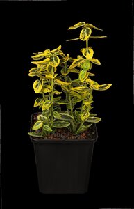 EMERALD GOLD EUONYMUS 30 CM - image 5
