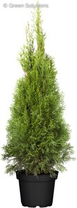 EMERALD PETITE CEDAR 50CM No warranty if planted in planter.