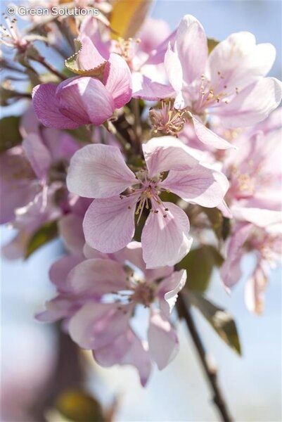 EMERALD SPIRE CRABAPPLE 200C