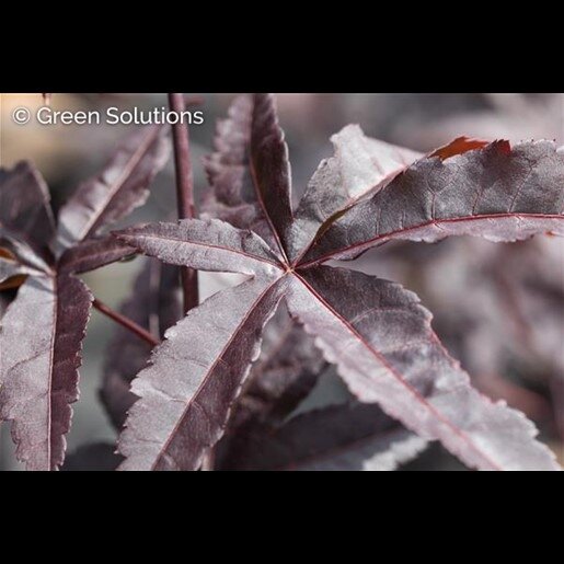 EMPEROR 1 JAPANESE MAPLE 60CM