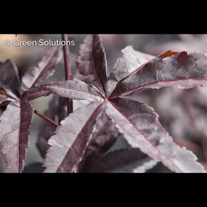 EMPEROR 1 JAPANESE MAPLE 60CM