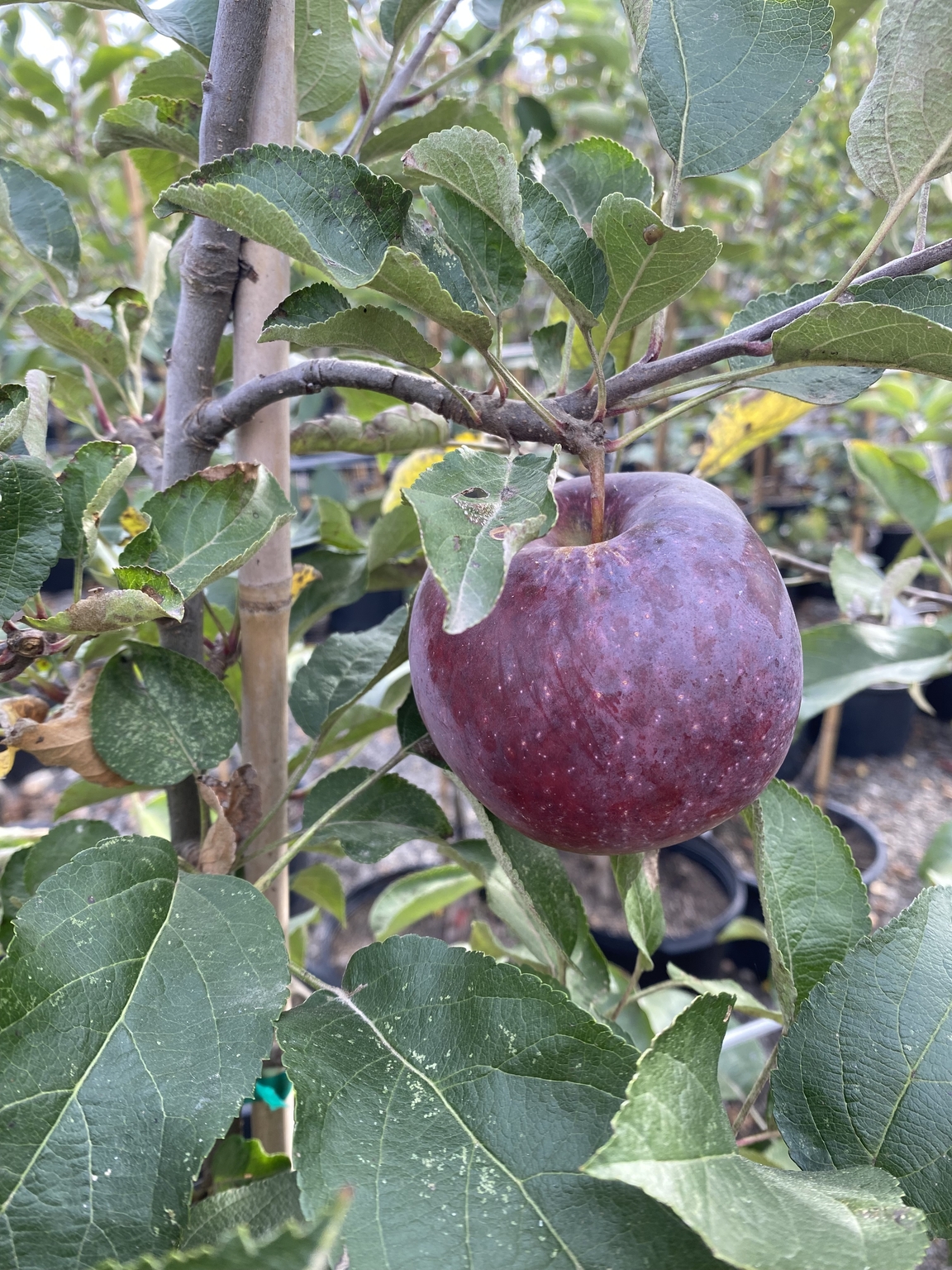 EMPIRE APPLE SEM-DWARF 20MM - Oxford Insta-Shade