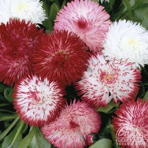ENGLISH DAISY HABANERA MIX BELLIS 3IN