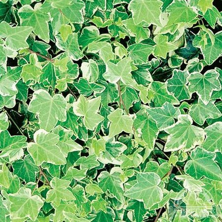 ENGLISH IVY GLACIER 3INCH