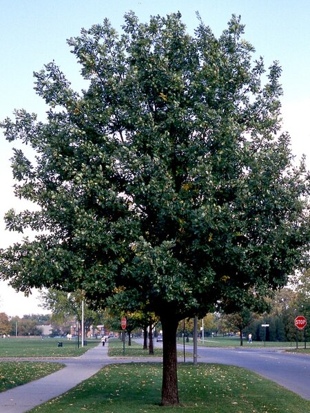 ENGLISH OAK 300CM 40M