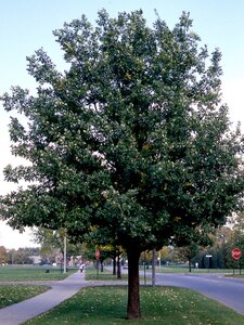 ENGLISH OAK 300CM 40M