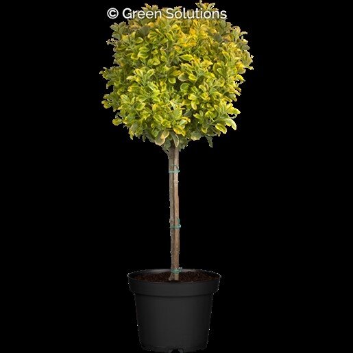 EUONYMUS CANADALE GOLD 100CM STD