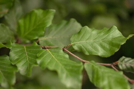 EUROPEAN GREEN BEECH 250CM - image 1