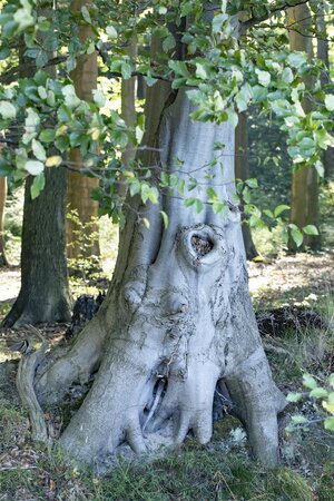 EUROPEAN GREEN BEECH HEDGING 50MM  - image 4