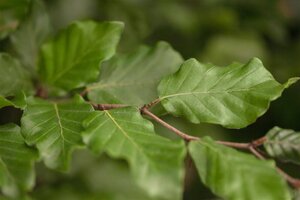 EUROPEAN GREEN BEECH HEDGING 50MM  - image 1