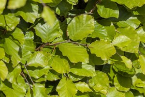 EUROPEAN GREEN BEECH HEDGING 50MM  - image 2