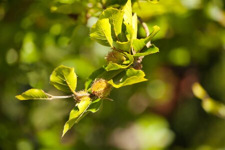 EUROPEAN GREEN BEECH HEDGING 50MM  - image 3
