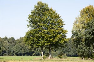 EUROPEAN GREEN BEECH HEDGING 50MM  - image 5