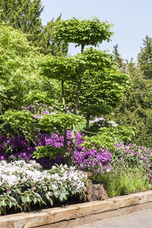 EUROPEAN HORNBEAM HEDGE 100CM  - image 1