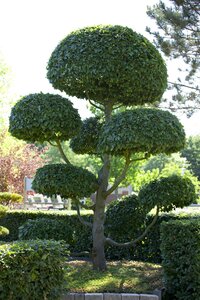 EUROPEAN HORNBEAM HEDGE 100CM  - image 5