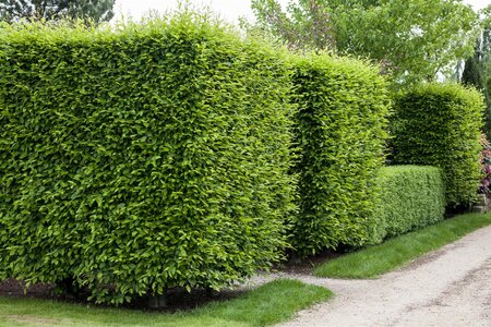 EUROPEAN HORNBEAM HEDGE 100CM  - image 2