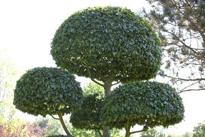 EUROPEAN HORNBEAM HEDGE 100CM  - image 4