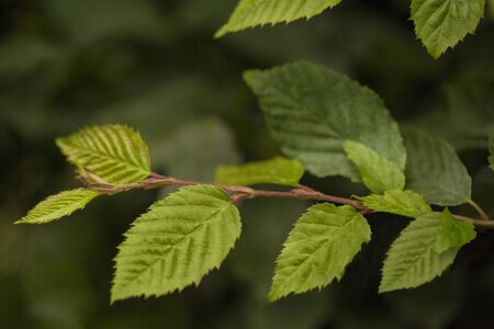 EUROPEAN HORNBEAM HEDGE 100CM  - image 3