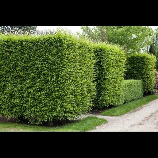 EUROPEAN HORNBEAM HEDGE 45MM
