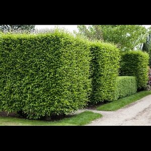 EUROPEAN HORNBEAM HEDGE 45MM