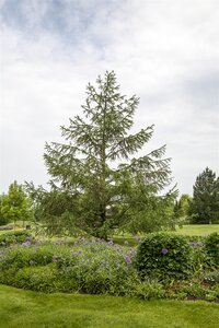 EUROPEAN LARCH 175CM  - image 4
